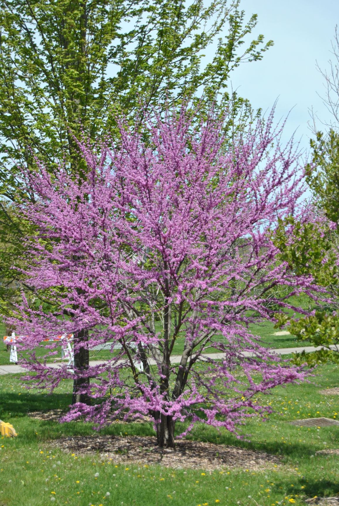 Cercis canadensis - EASTERN REDBUD