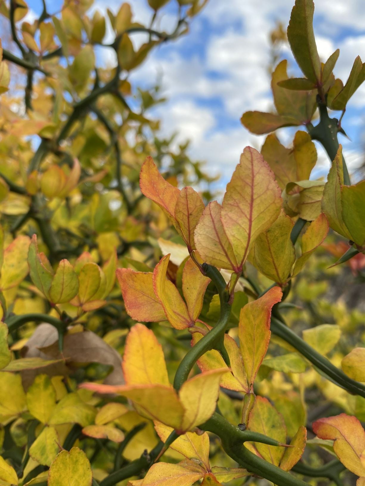 Citrus trifoliata 'Flying Dragon' - HARDY-ORANGE