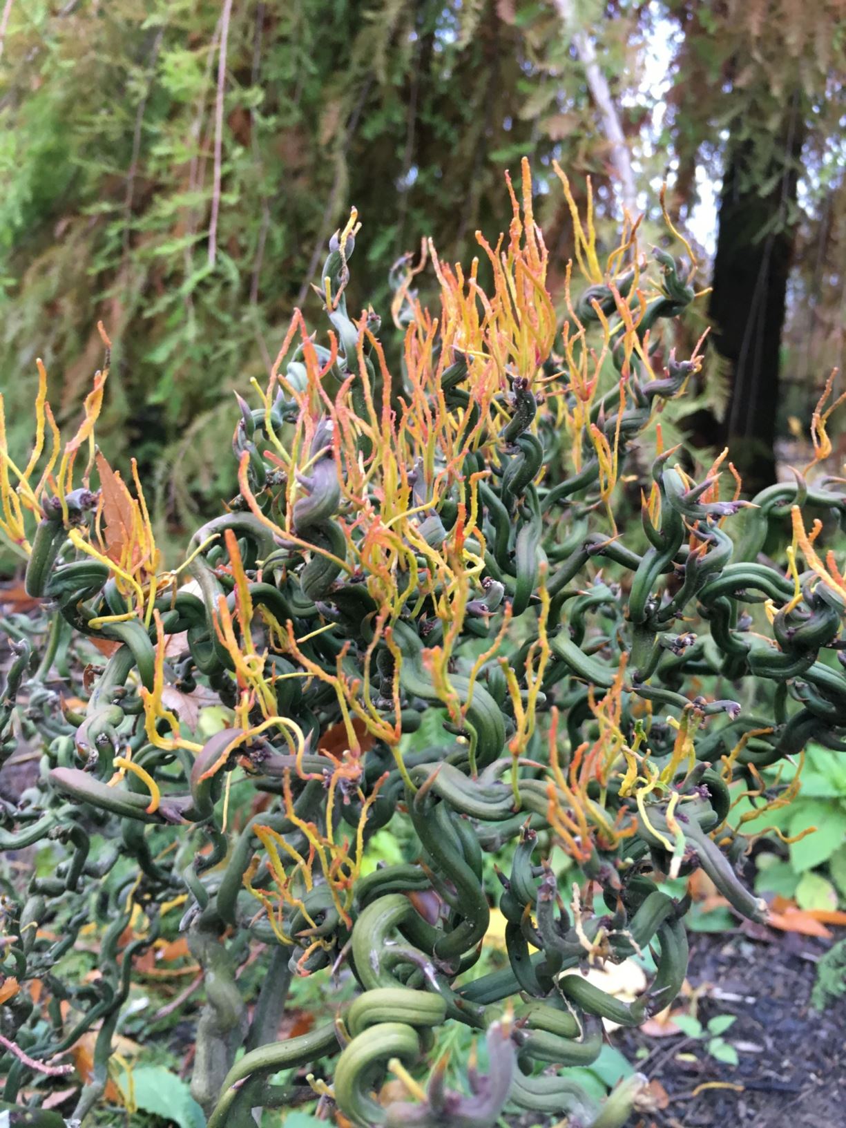 Citrus trifoliata 'Tiny Dragon' - HARDY-ORANGE