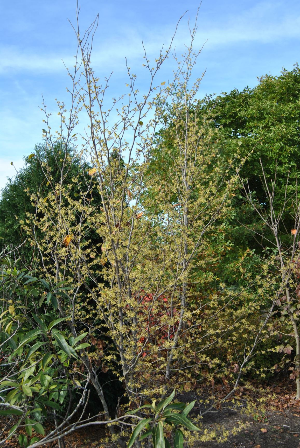 Hamamelis virginiana - COMMON WITCH-HAZEL