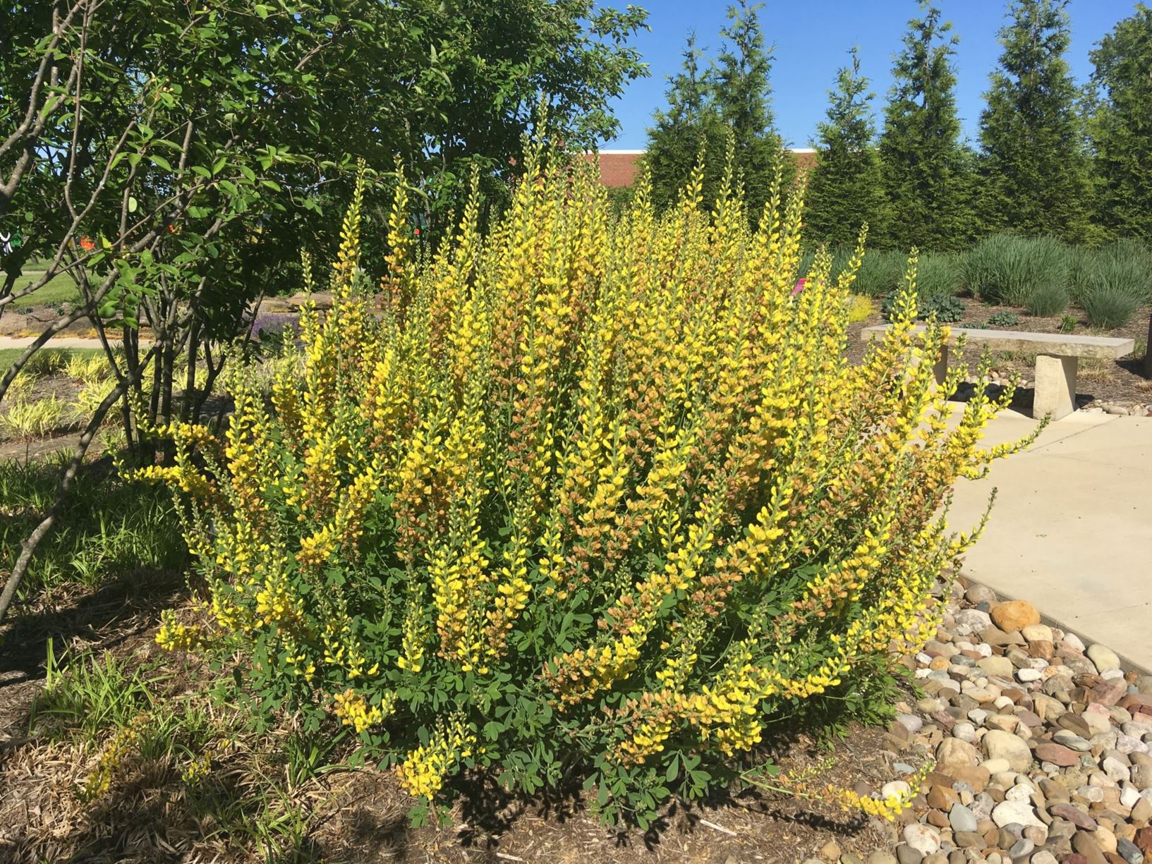 Baptisia 'Solar Flare' Solar Flare Prairieblues™ - FALSE INDIGO