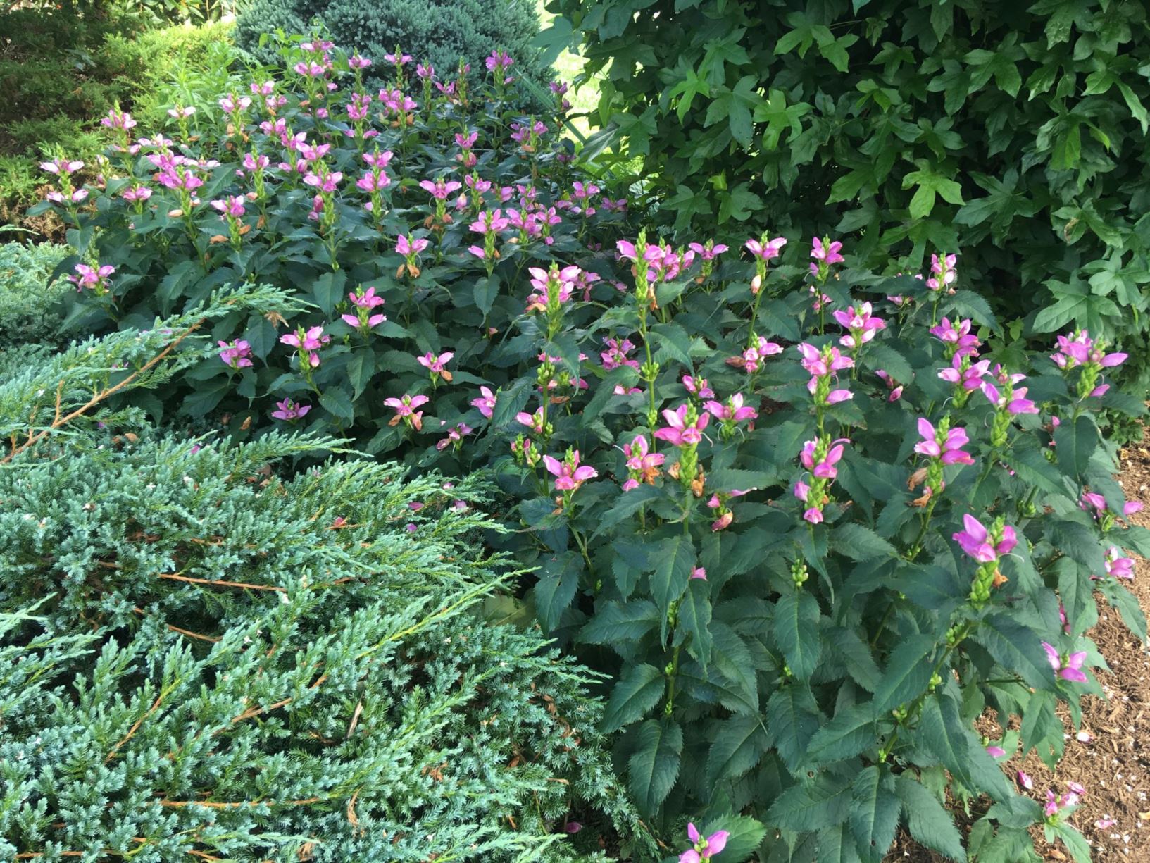 Chelone lyonii 'Hot Lips' - TURTLEHEAD