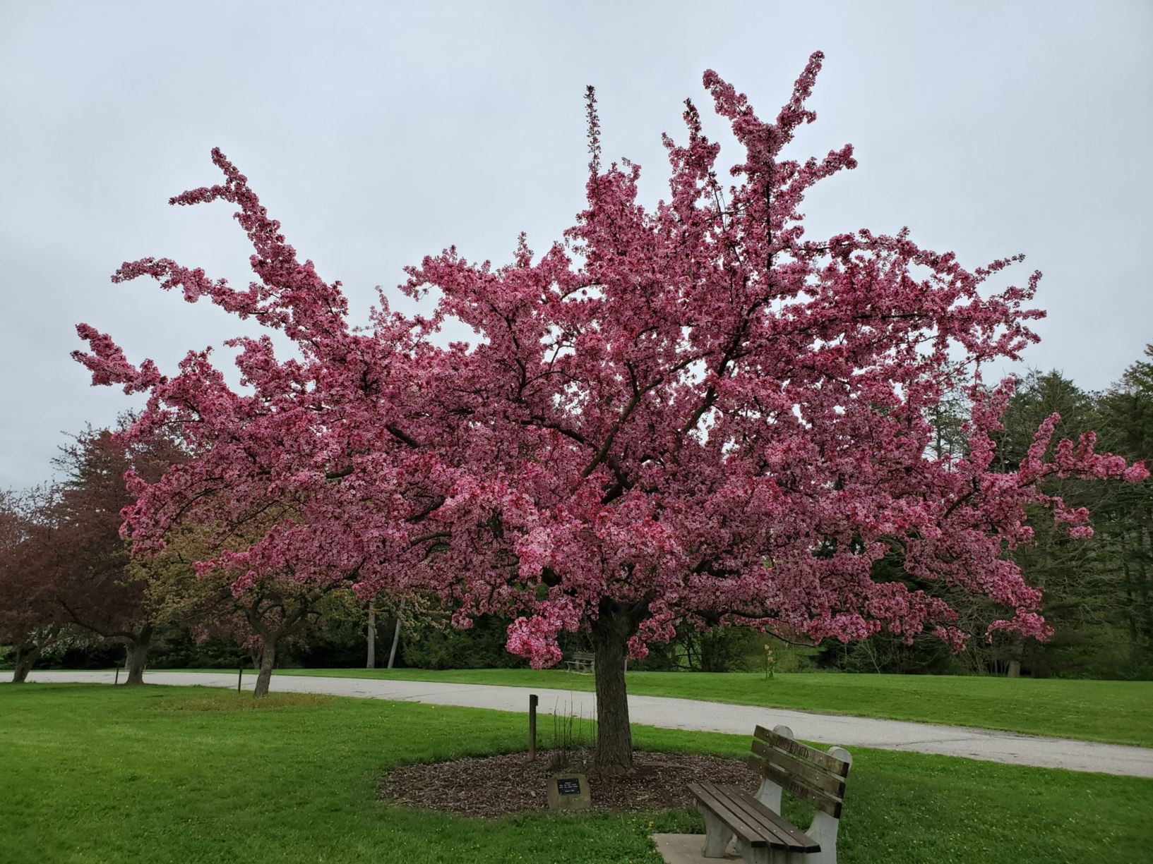 Malus 'Strawberry Parfait' - FLOWERING CRABAPPLE