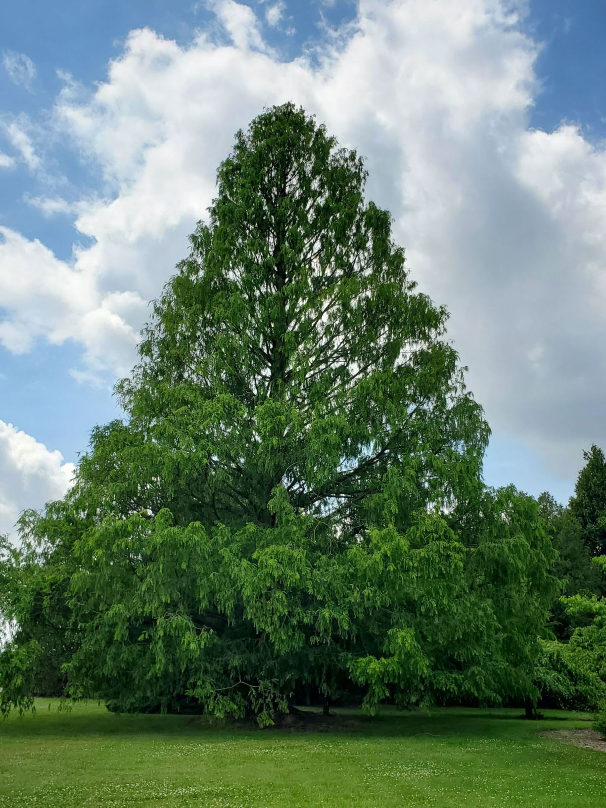 Metasequoia glyptostroboides - DAWN-REDWOOD