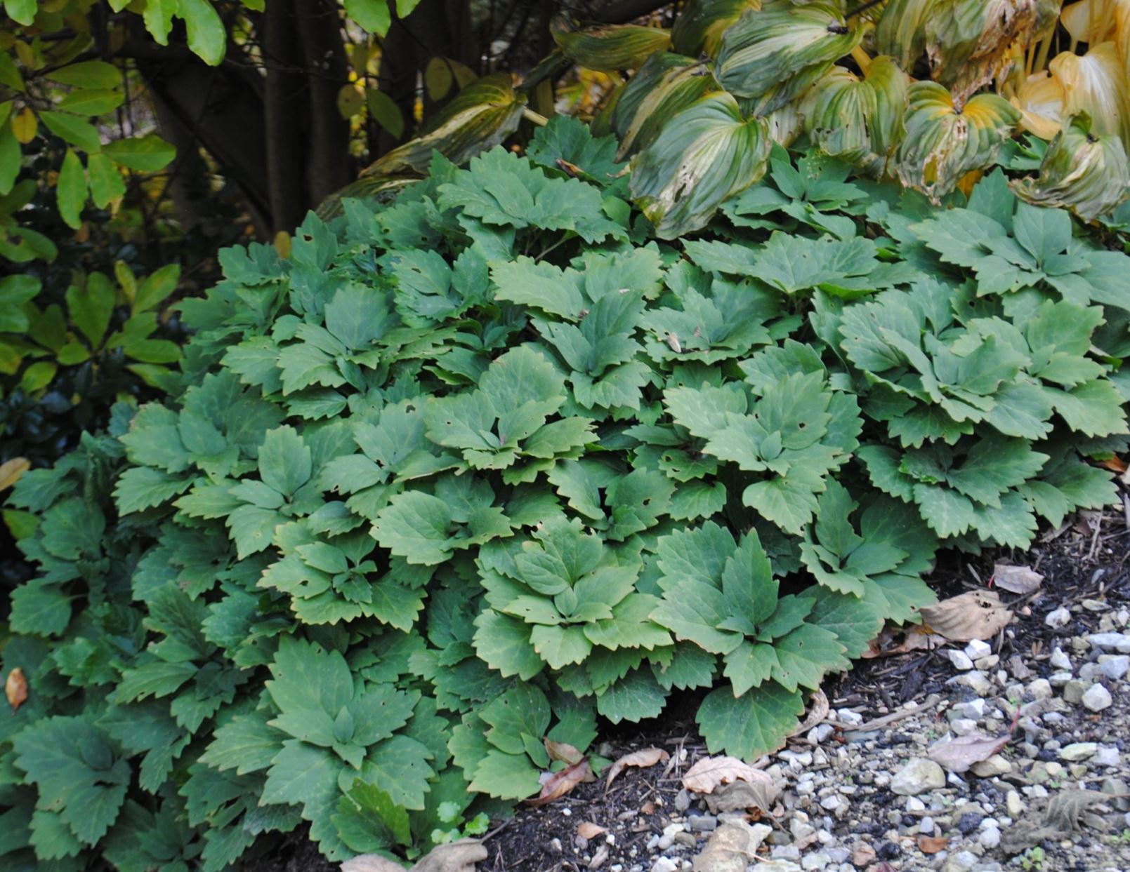 Pachysandra procumbens - ALLEGHENY PACHYSANDRA, ALLEGHENY-SPURGE