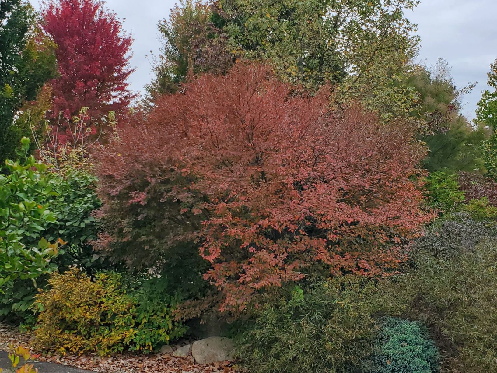 Prunus incisa 'Kojo-no-mai' - FUJI CHERRY