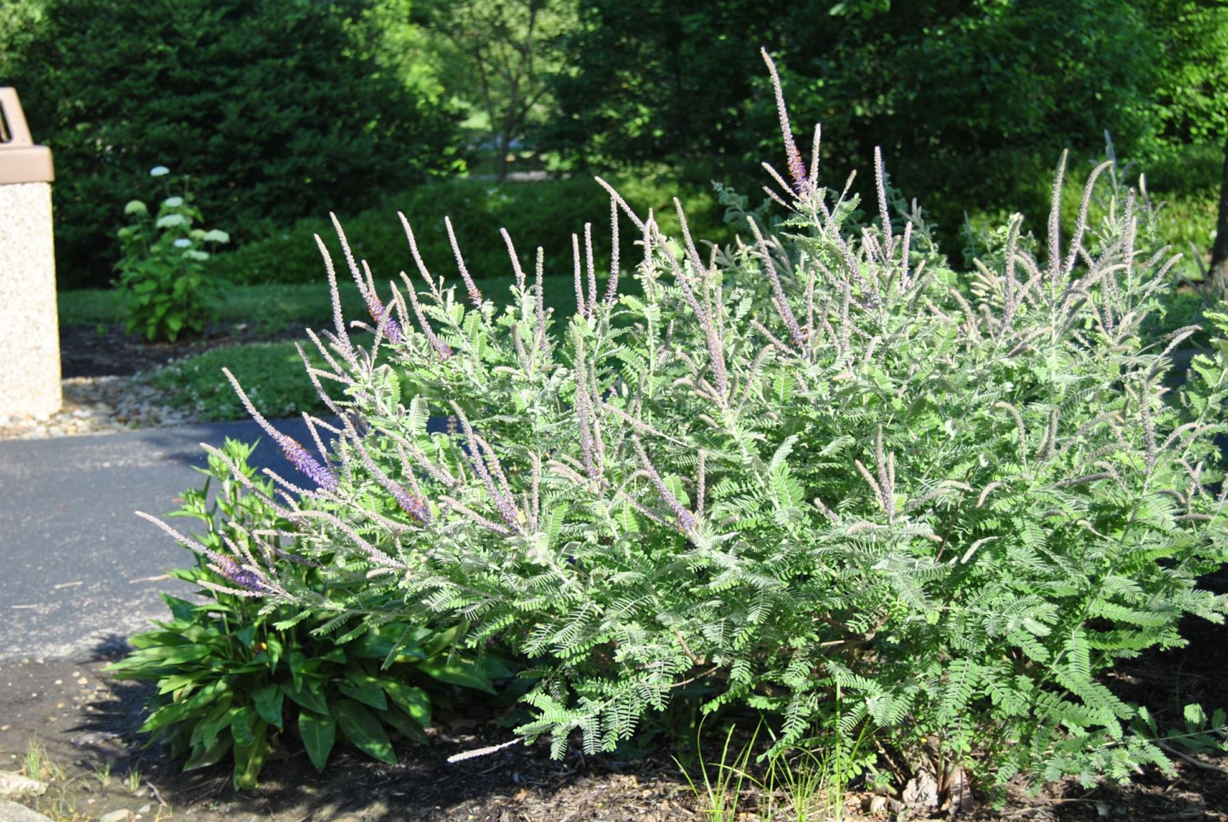 Amorpha canescens - LEAD PLANT
