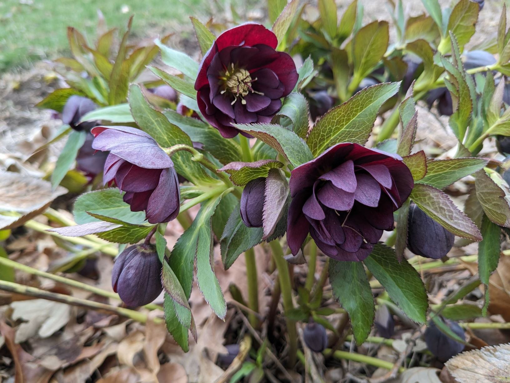 Helleborus 'Dark and Handsome' - HYBRID LENTEN ROSE