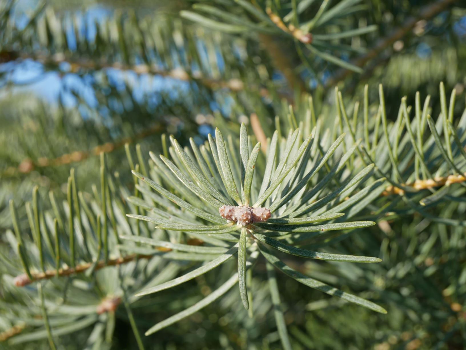 Abies concolor - White Fir