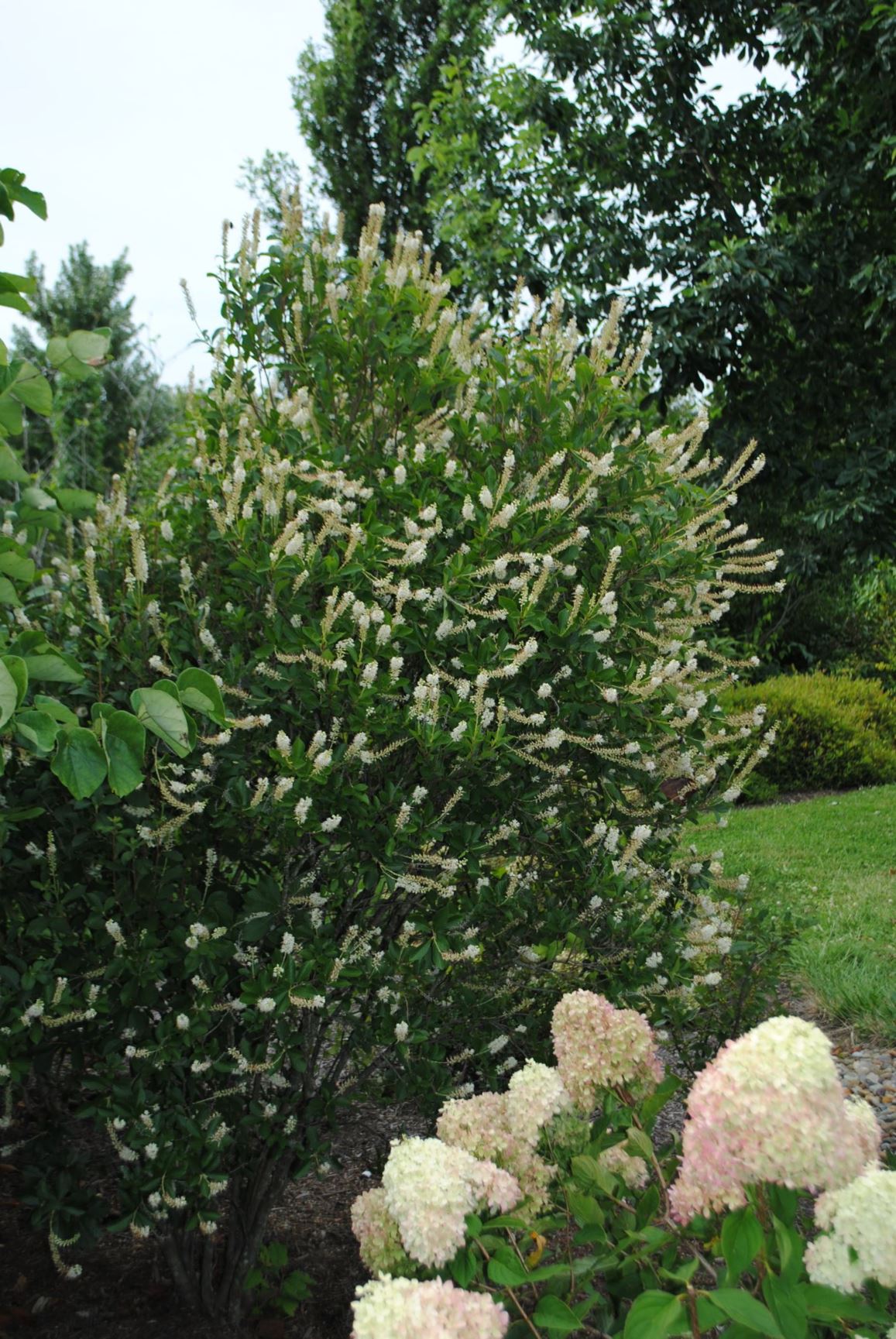 Clethra alnifolia 'Anne Bidwell' - SUMMERSWEET CLETHRA, SWEET PEPPERBUSH