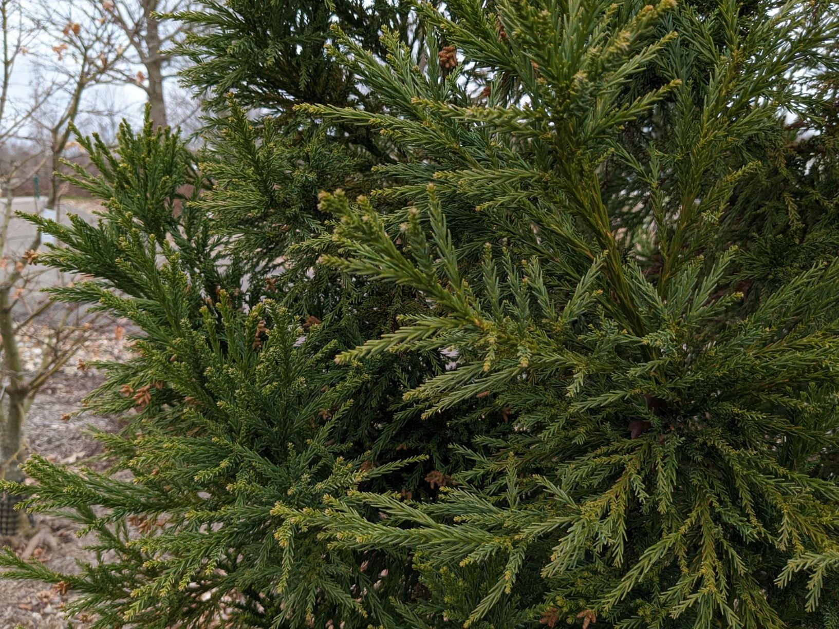 Cryptomeria japonica 'Yoshino' - JAPANESE-CEDAR