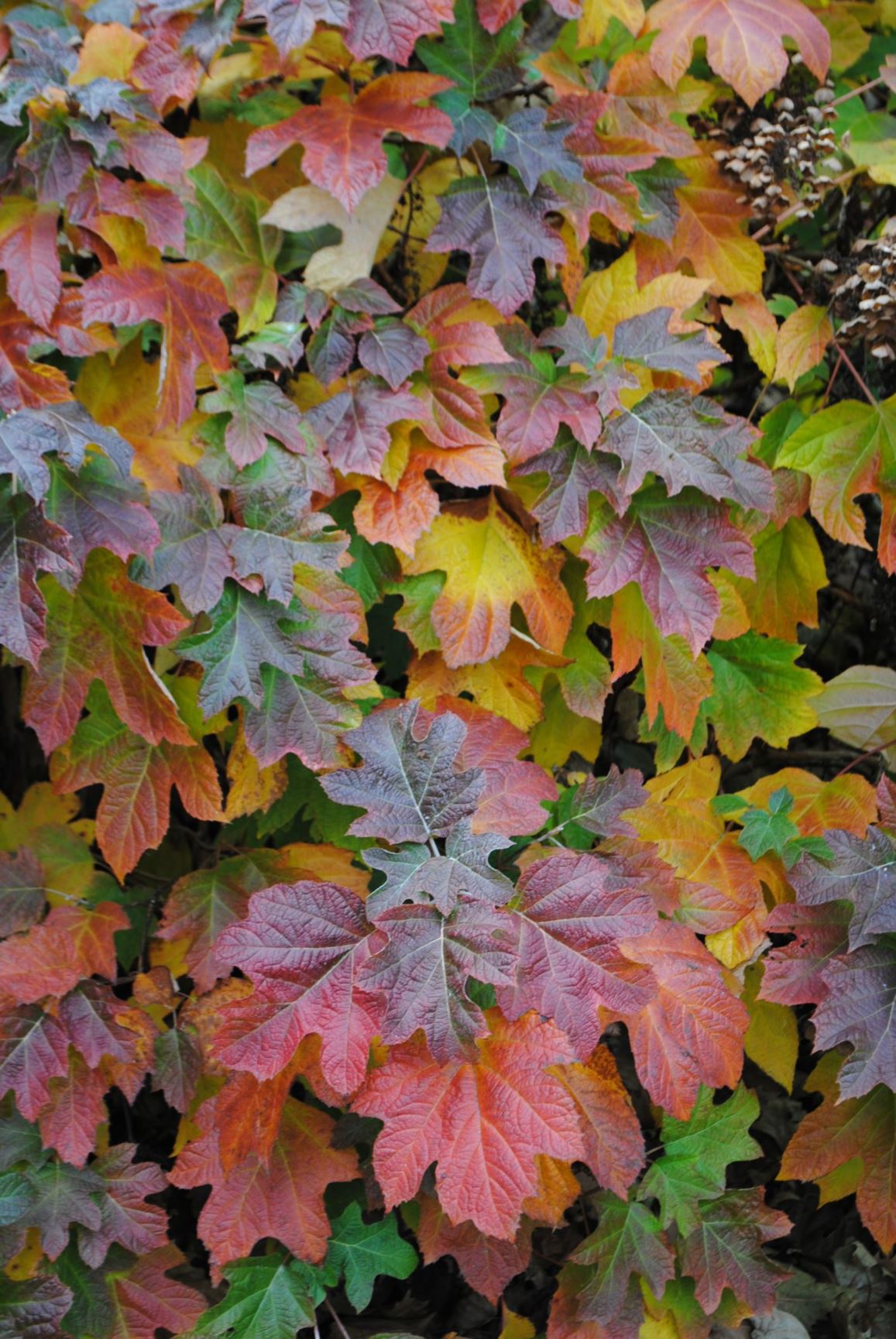Hydrangea quercifolia - OAKLEAF HYDRANGEA