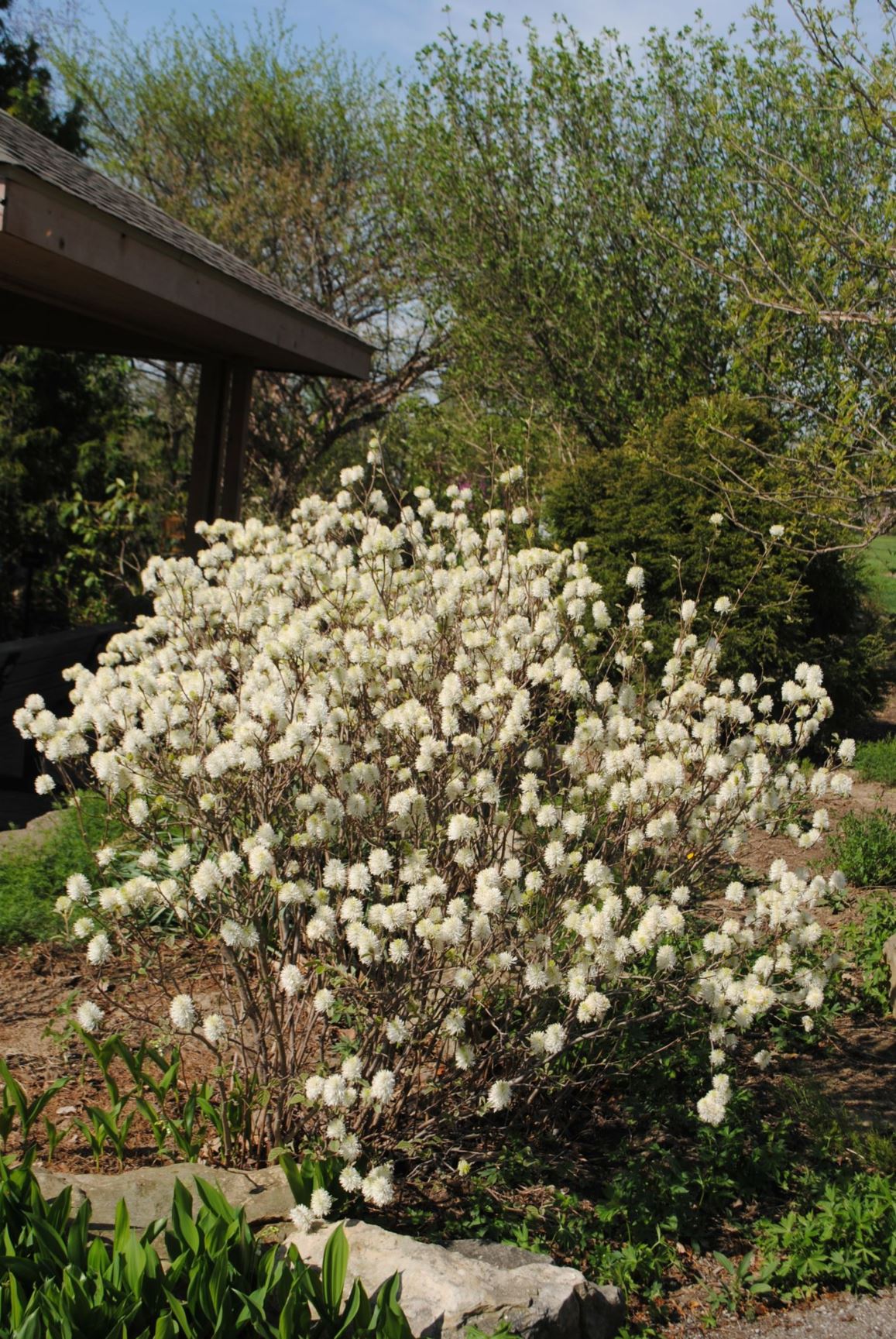 Fothergilla ×intermedia 'Mt. Airy' - WITCH-ALDER
