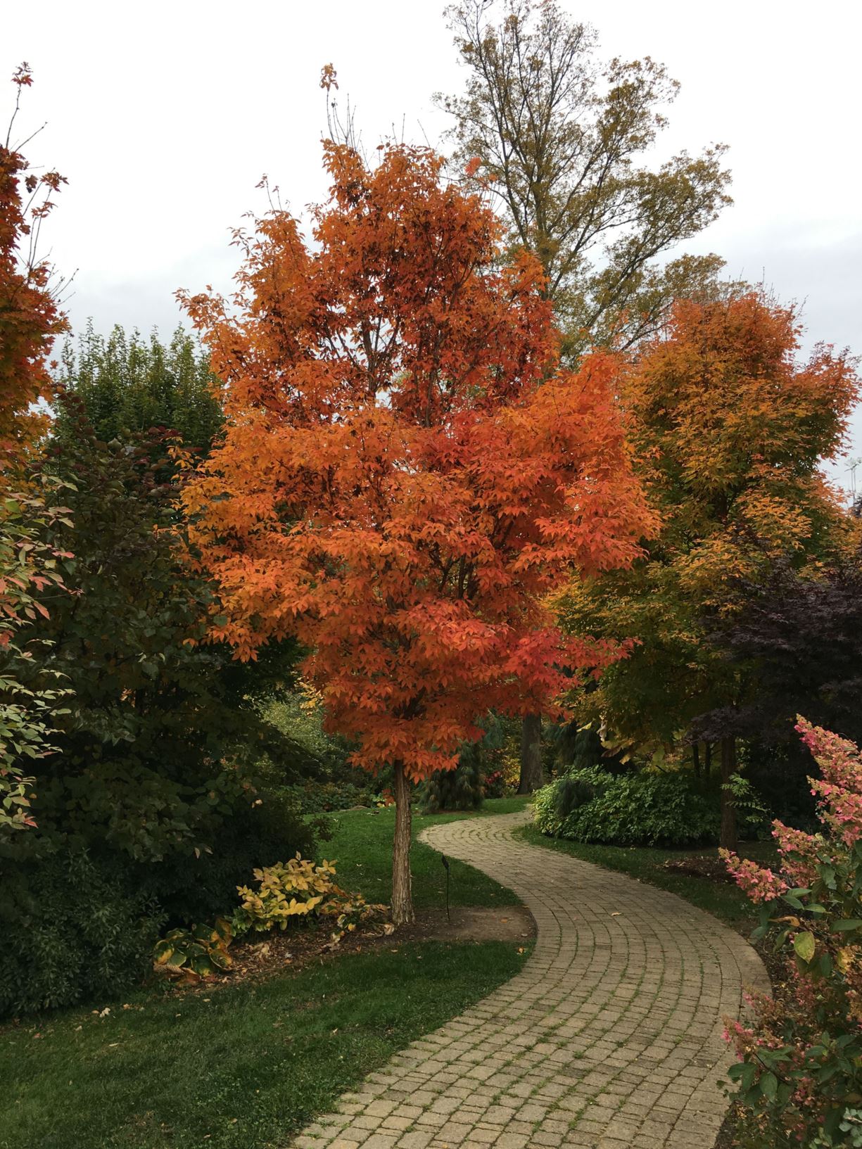 Acer triflorum - Three-flower Maple