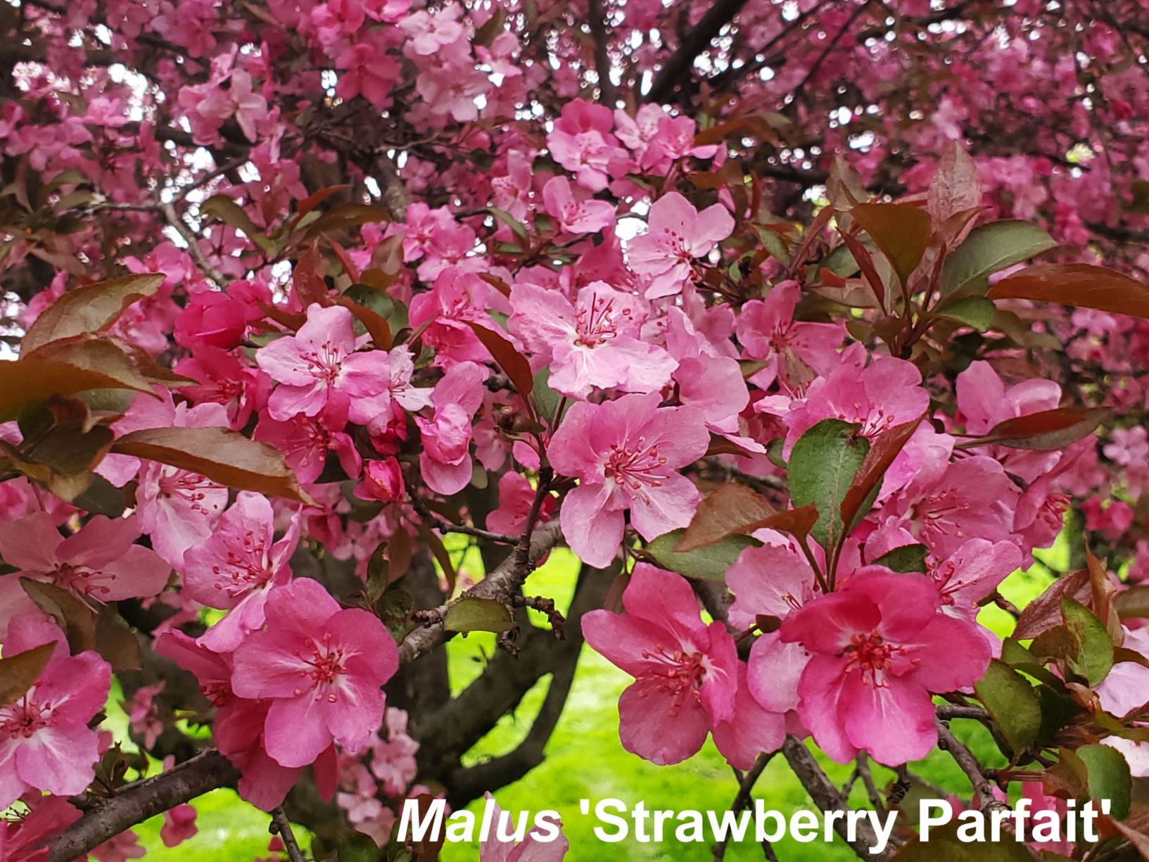 [Welcome image: Upload from IrisBG]